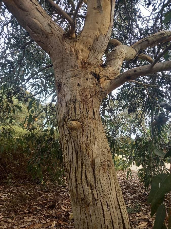 Eucalyptus cosmophylla