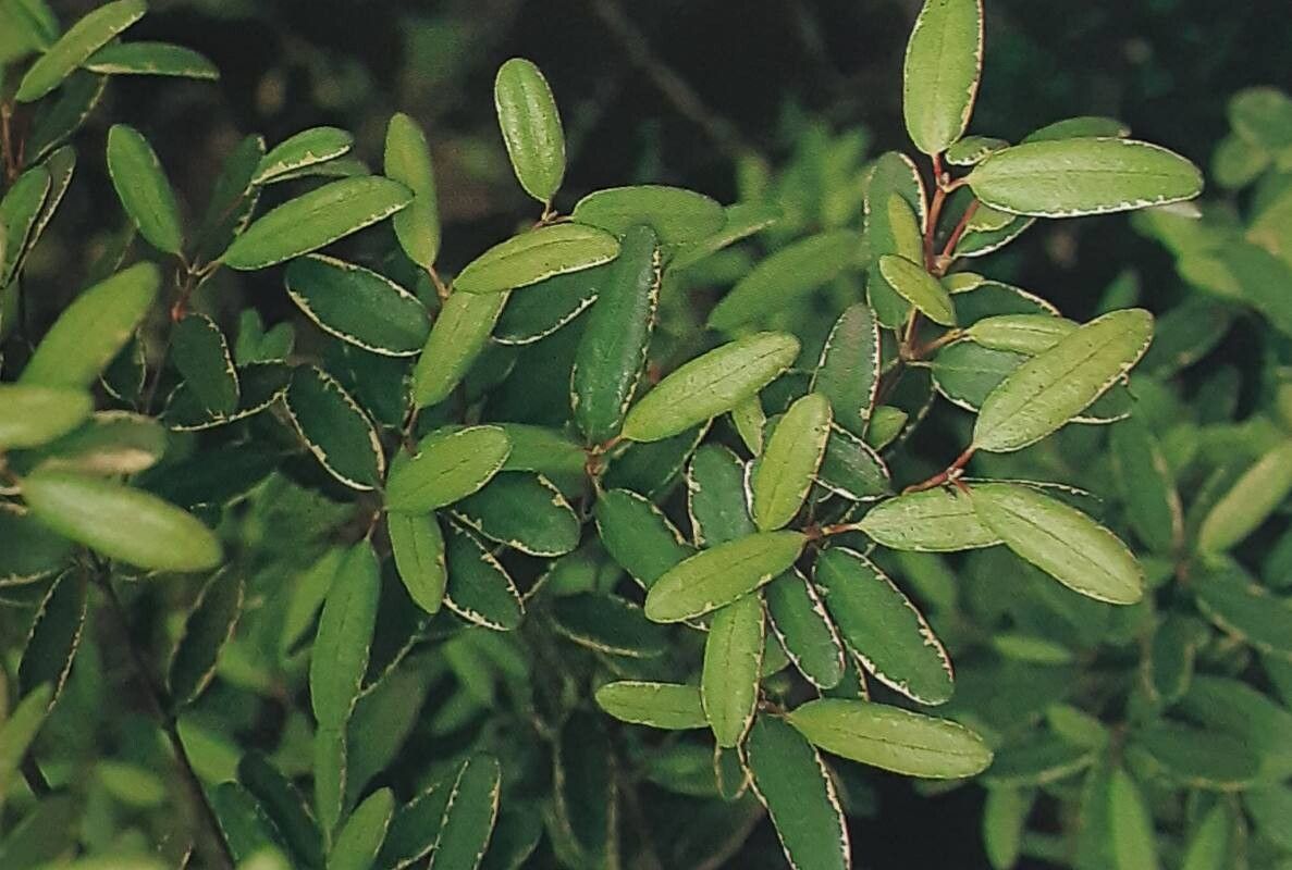 Eucryphia lucida