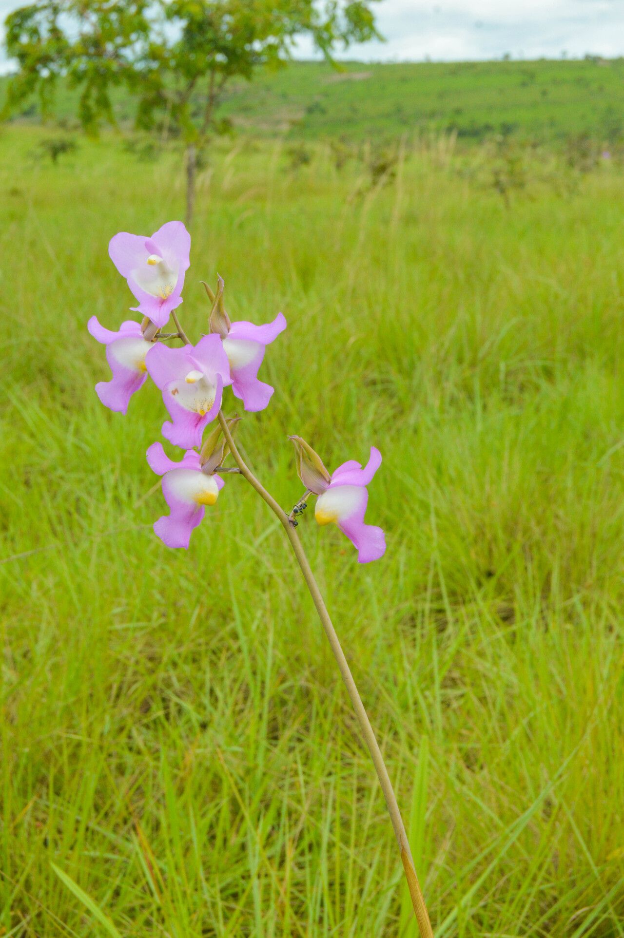 Eulophia cucullata