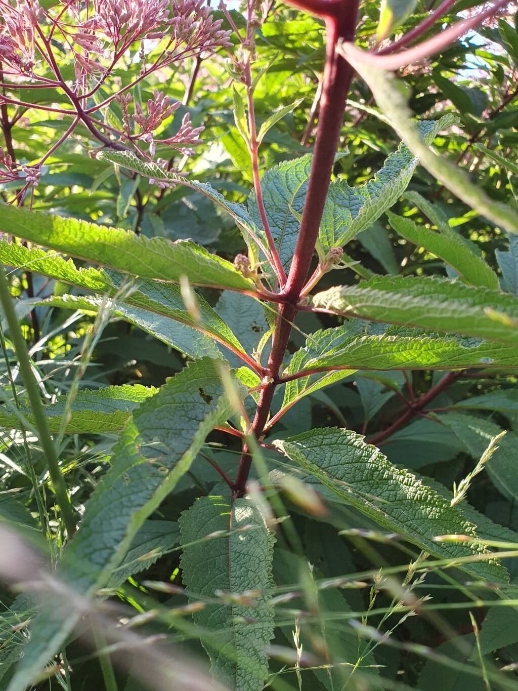 Eutrochium maculatum