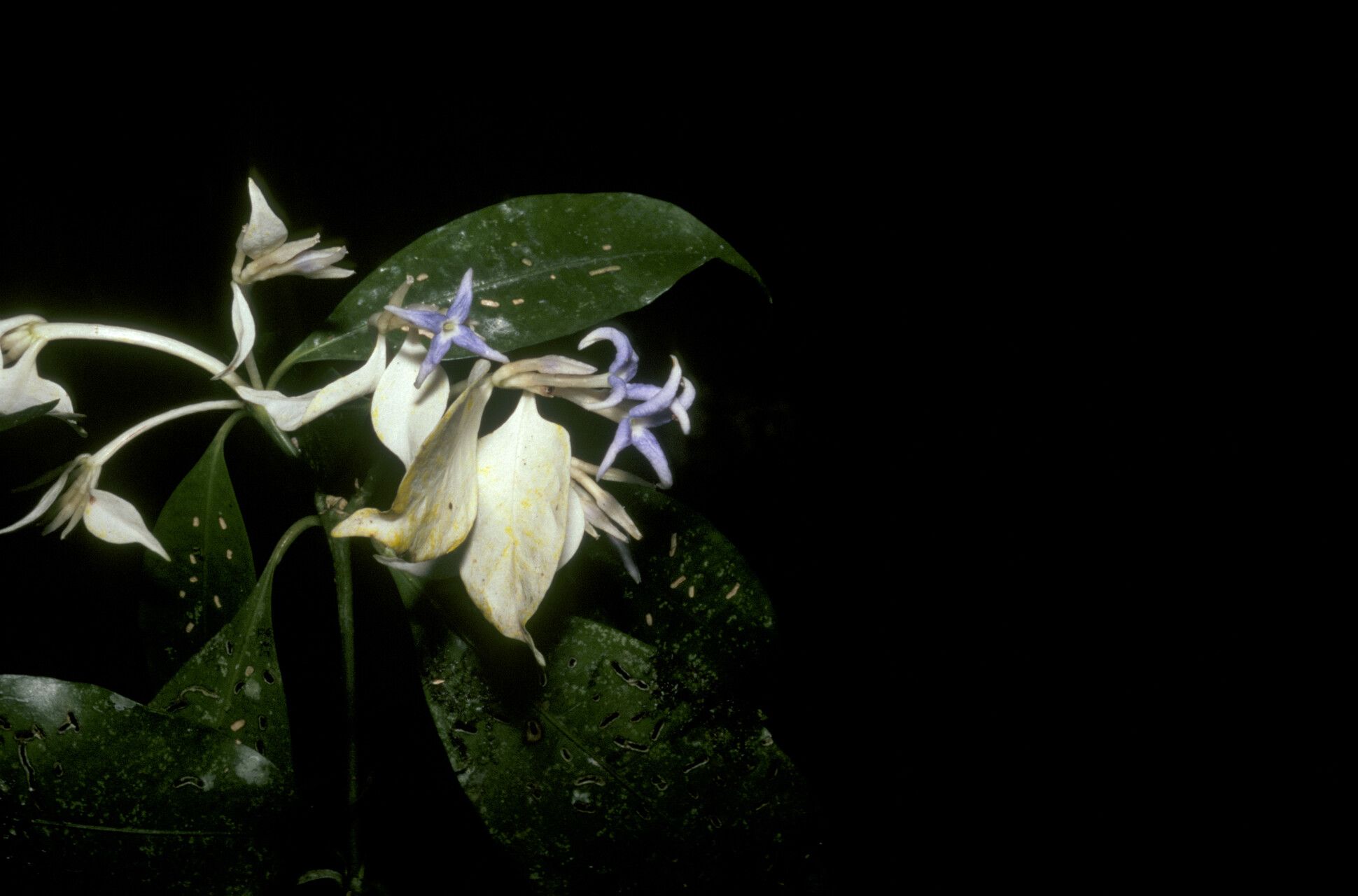 Faramea anisocalyx