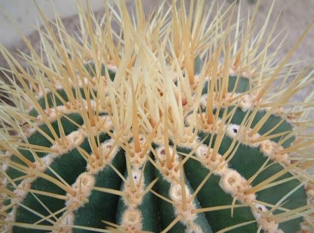 Ferocactus alamosanus