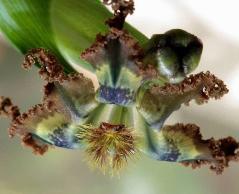Ferraria divaricata