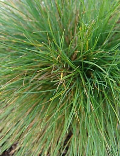 Festuca alpina
