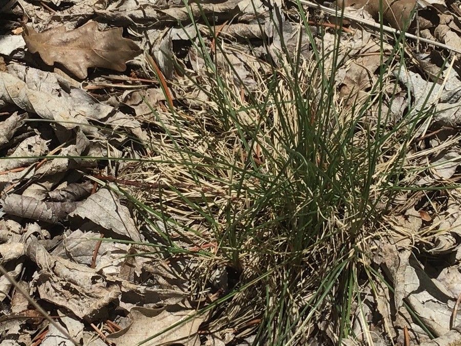 Festuca frigida