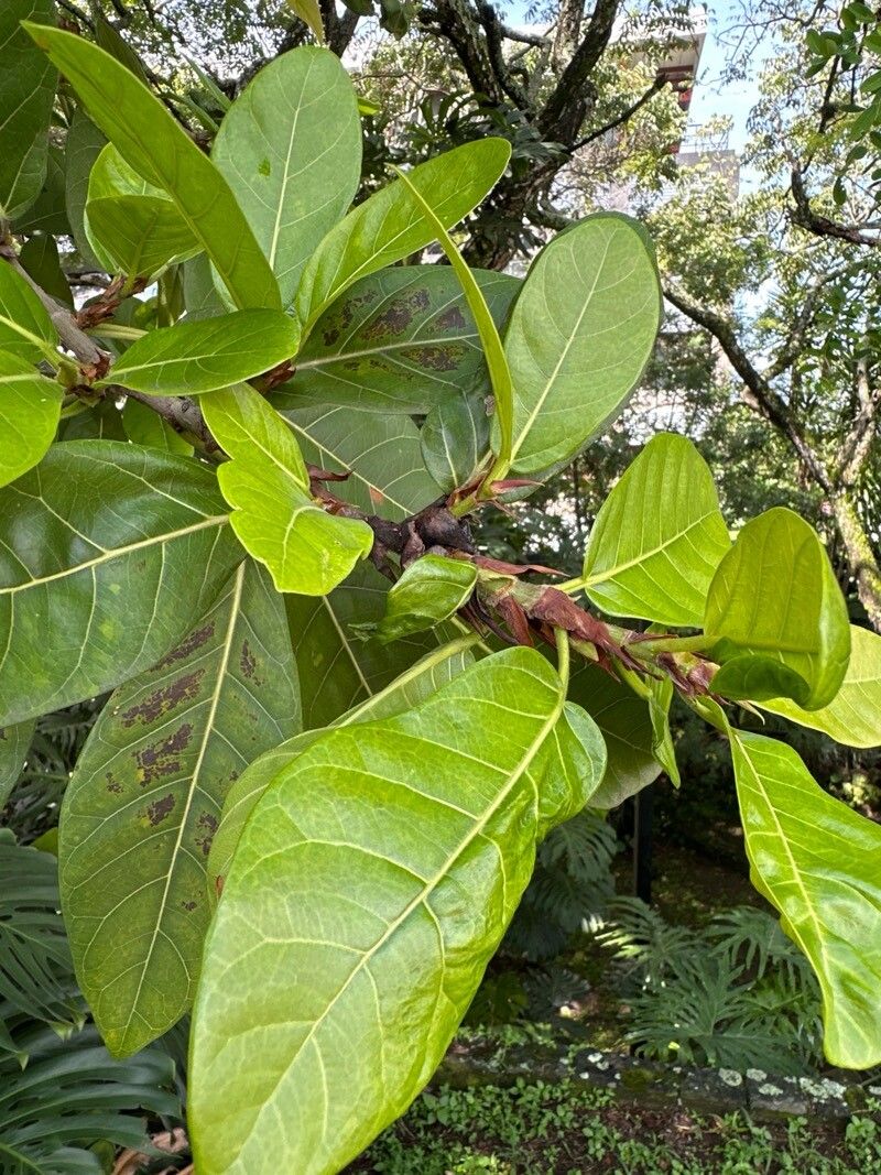 Ficus costaricana