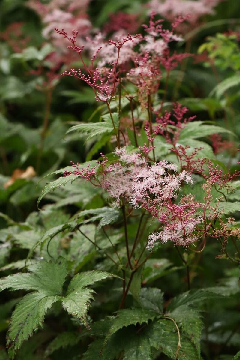Filipendula multijuga