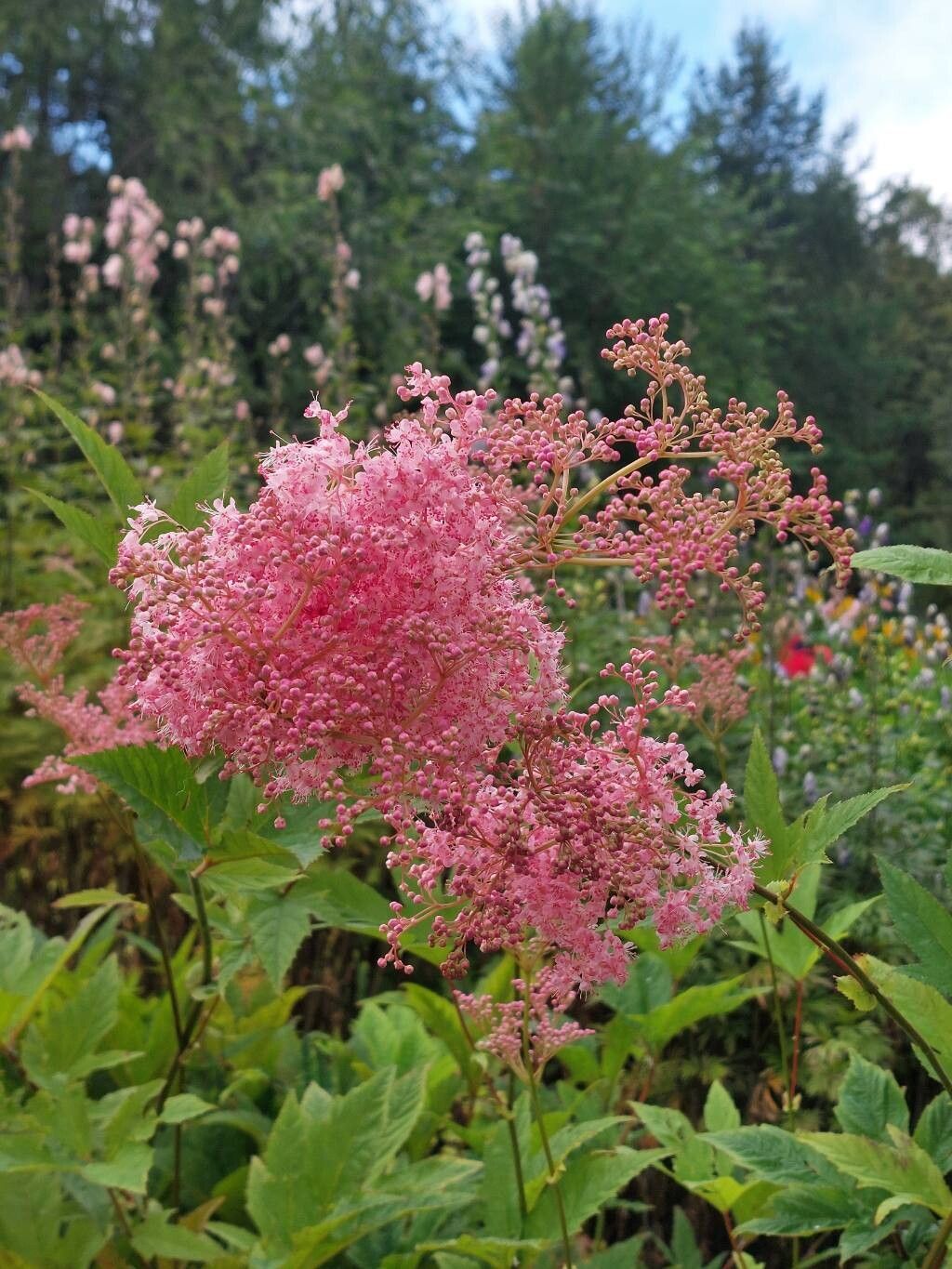 Filipendula rubra