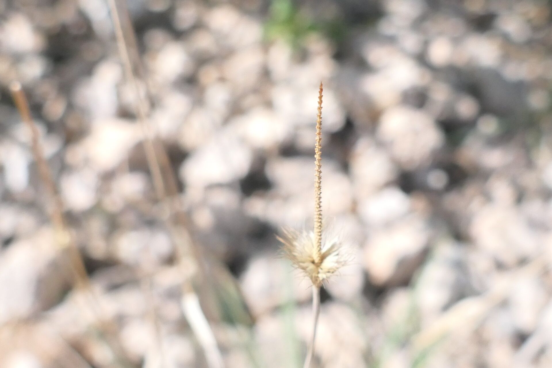 Fingerhuthia africana