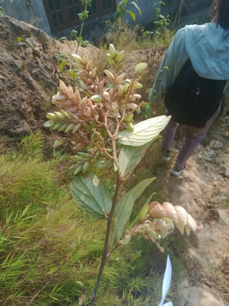 Flemingia strobilifera