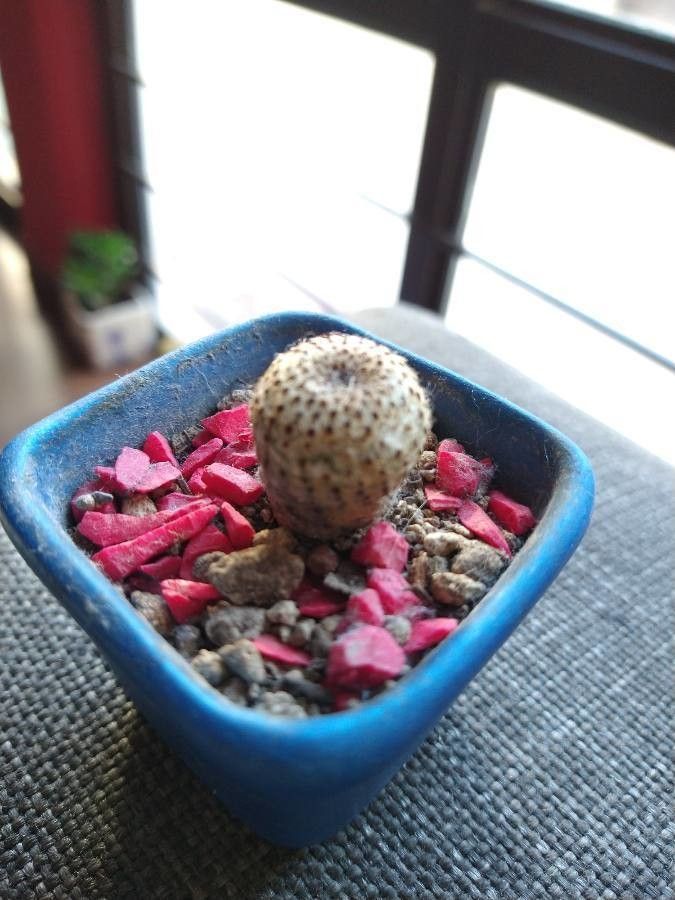 Frailea phaeodisca