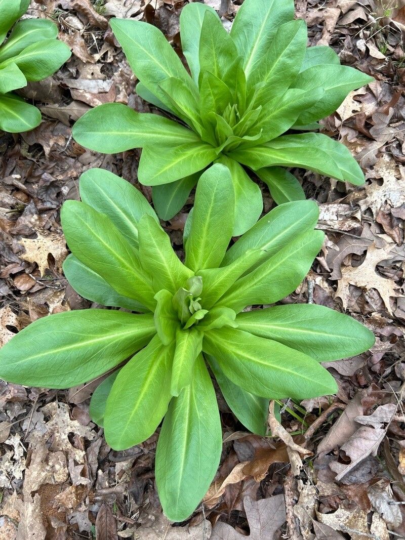 Frasera caroliniensis