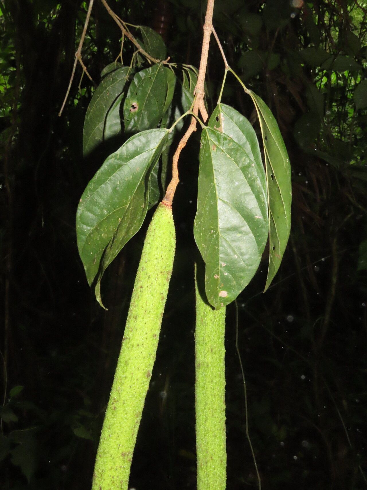 Fridericia schumanniana