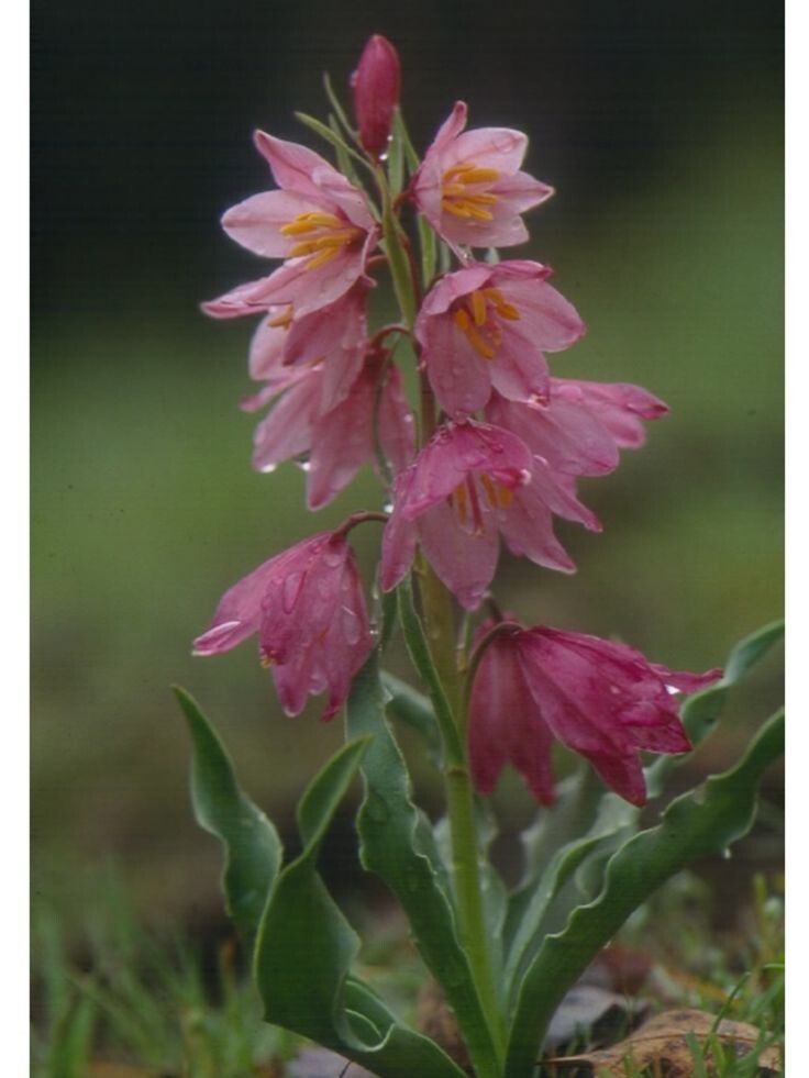 Fritillaria pluriflora