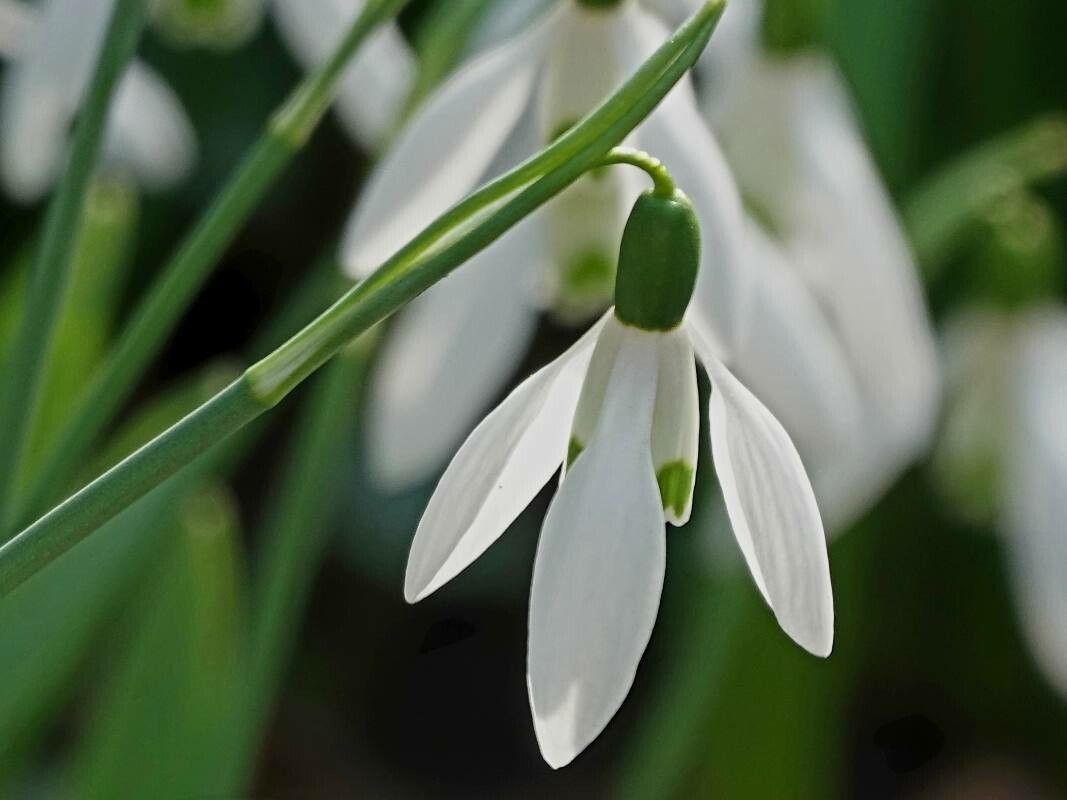 Galanthus alpinus