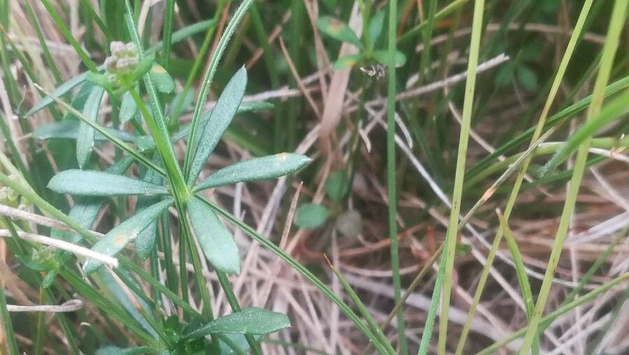 Galium corsicum
