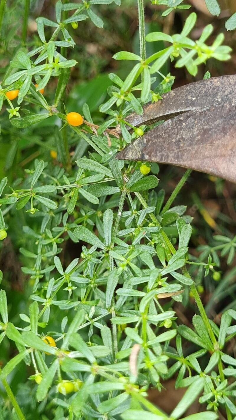 Galium guadalupense