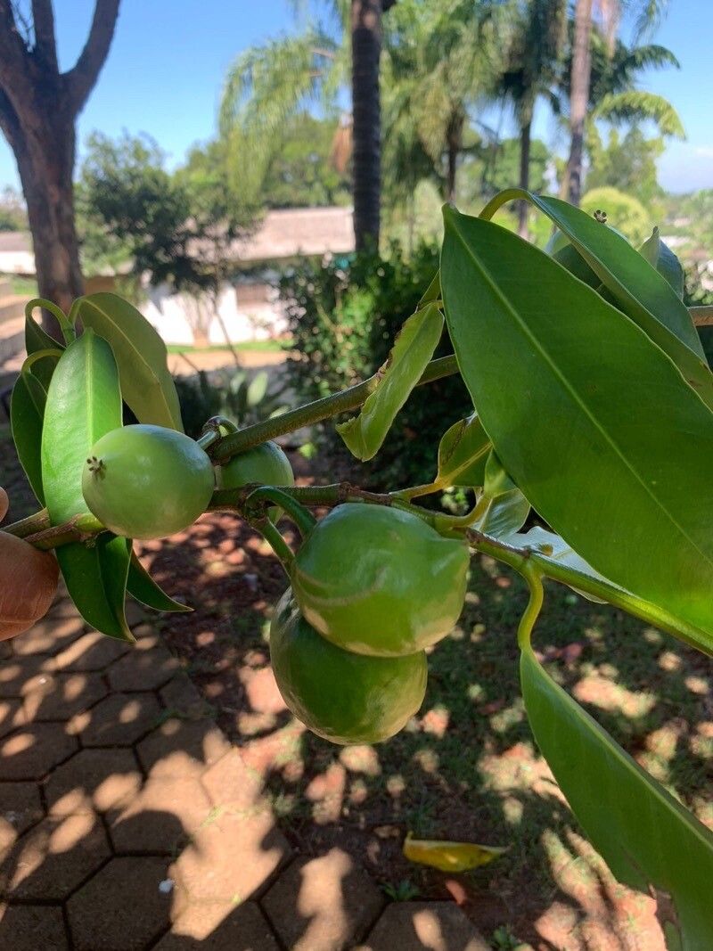 Garcinia gardneriana