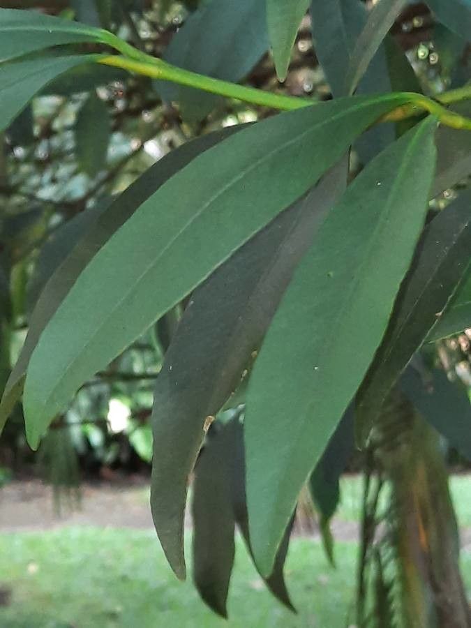 Garcinia intermedia