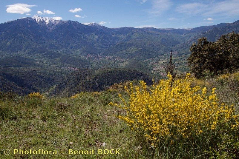 Genista ausetana