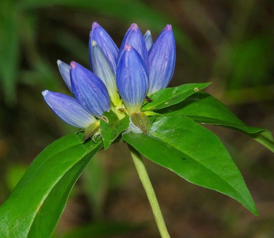 Gentiana andrewsii