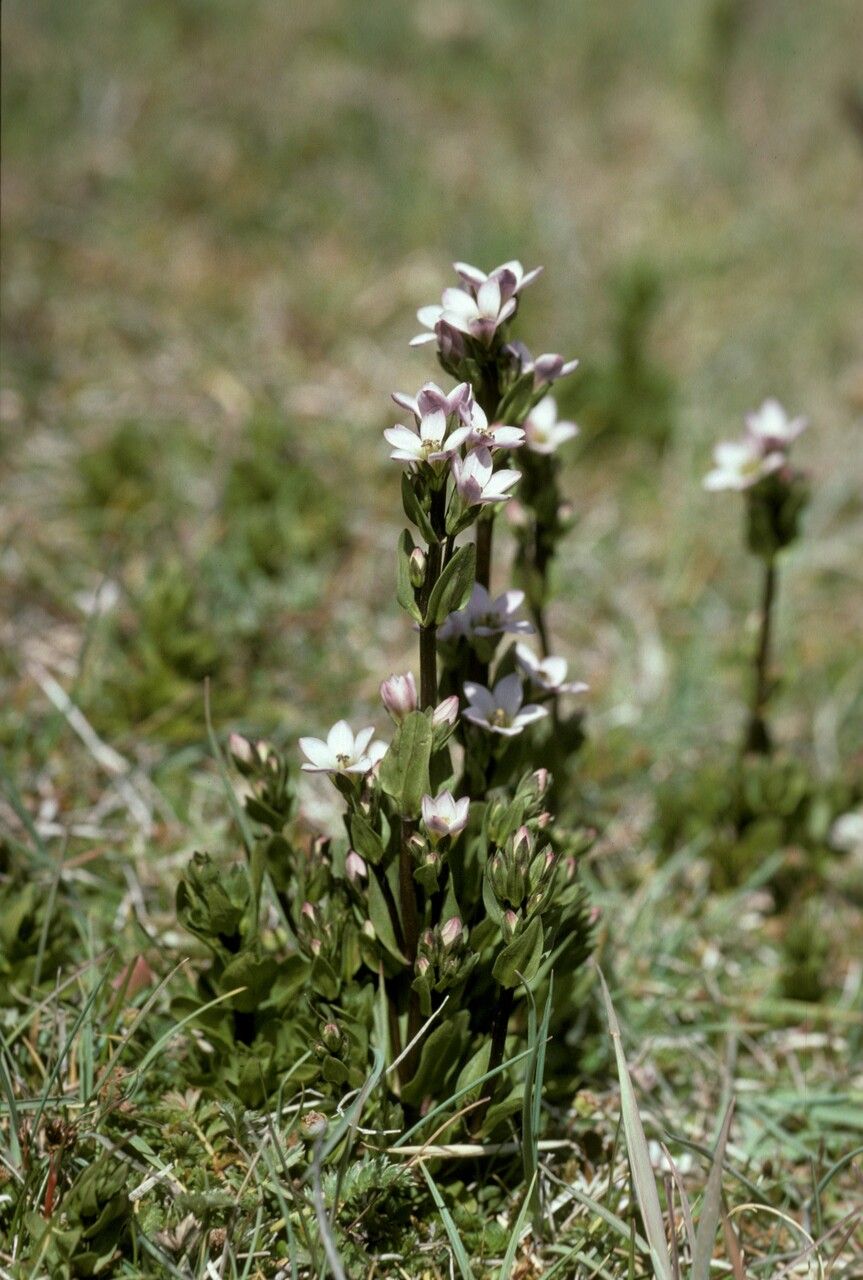 Gentianella magellanica