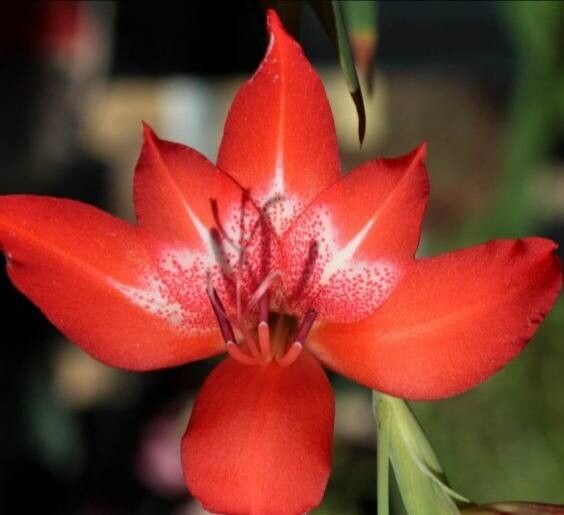 Gladiolus saundersii