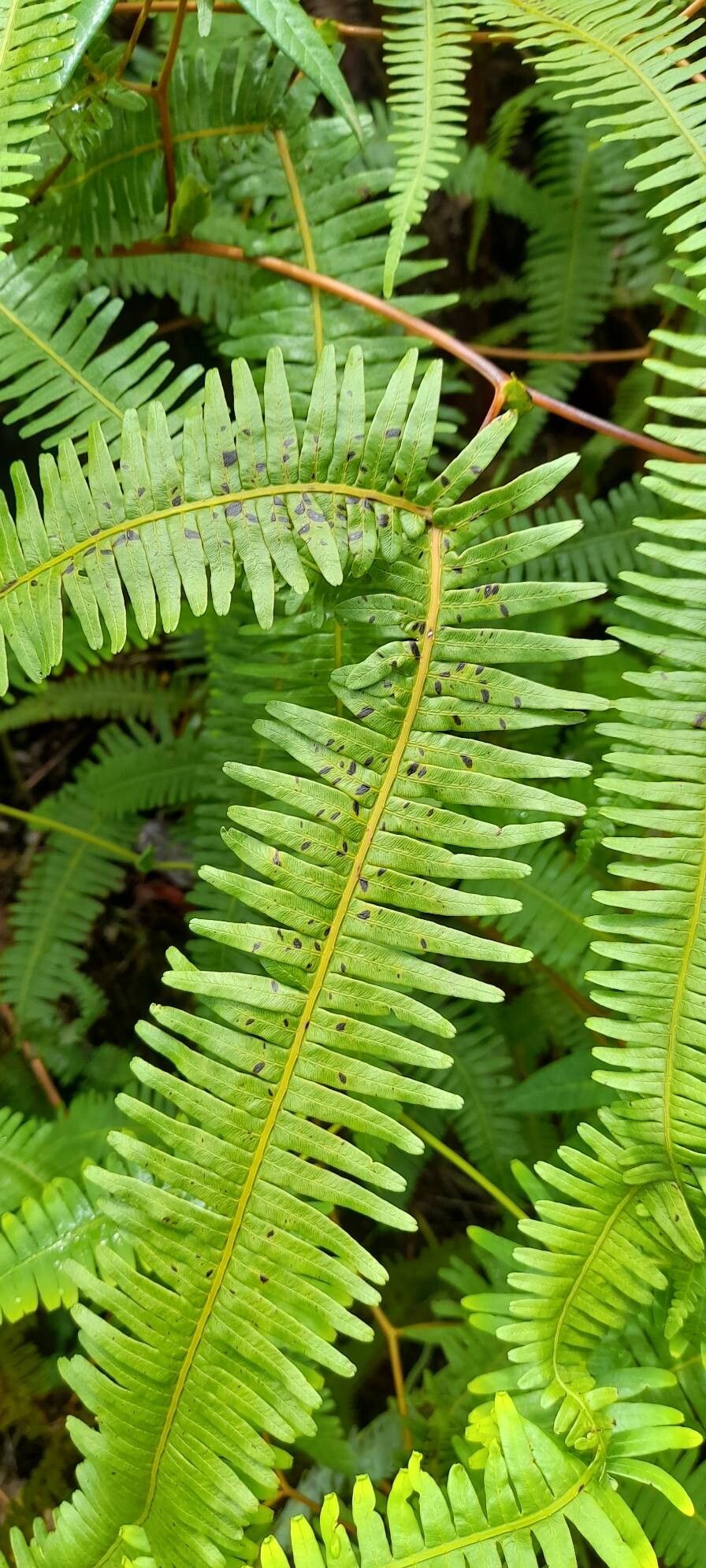 Gleichenella pectinata