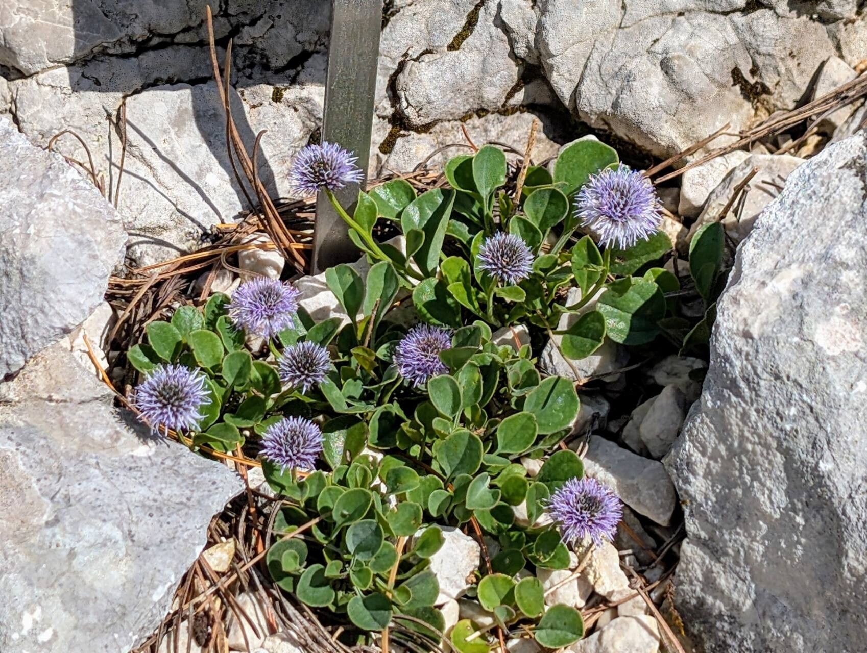 Globularia incanescens