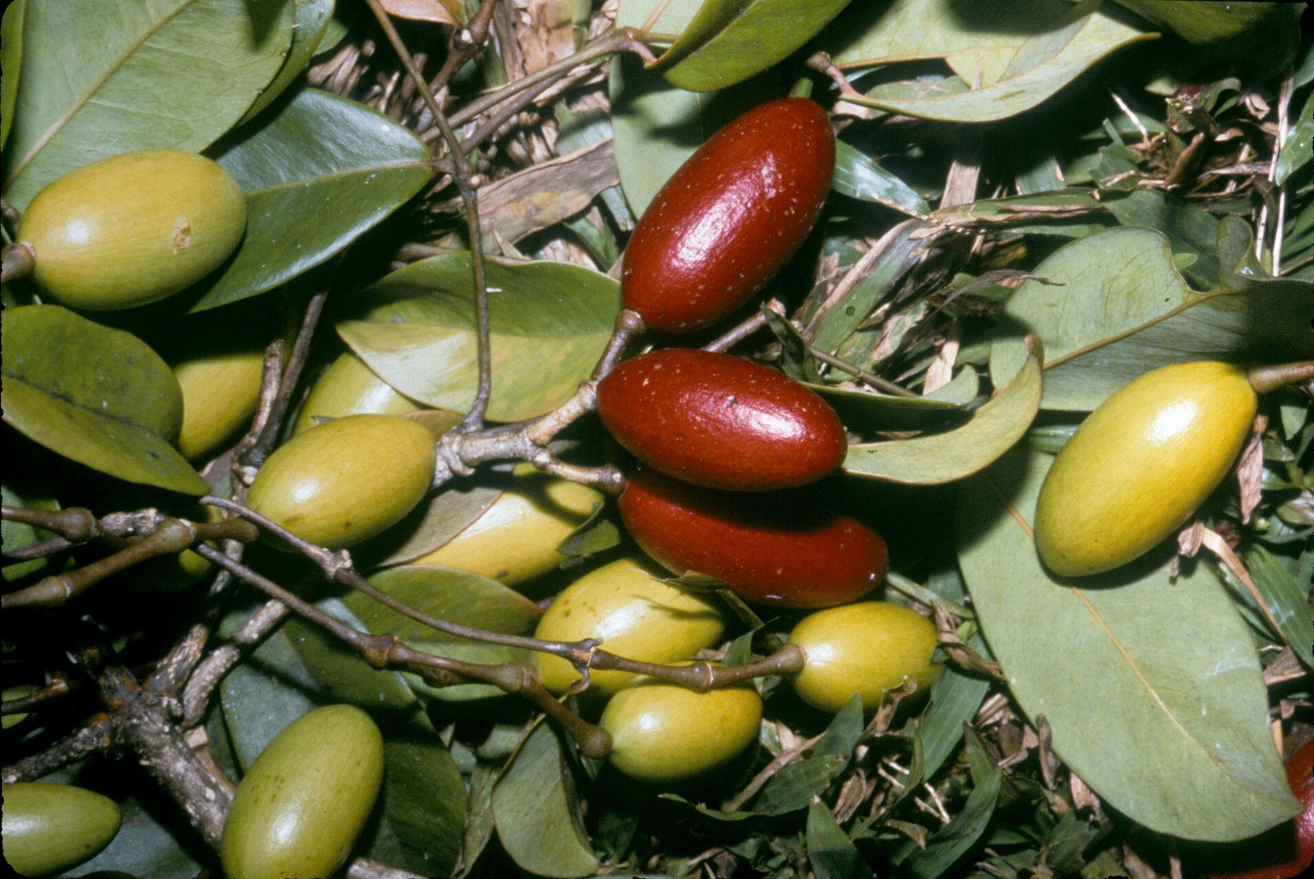 Gnetum paniculatum