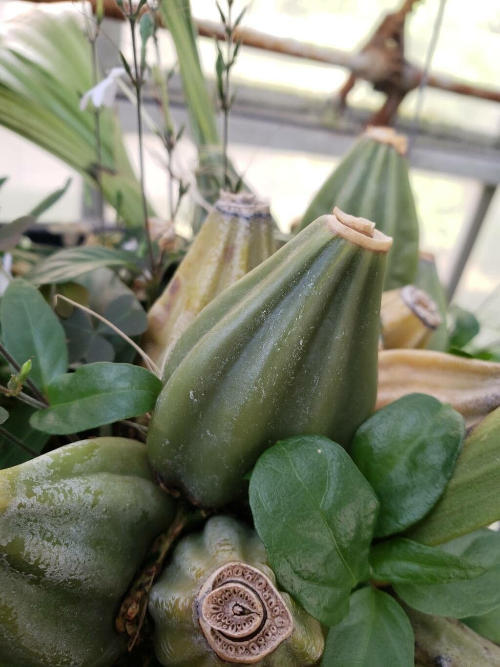 Gongora scaphephorus