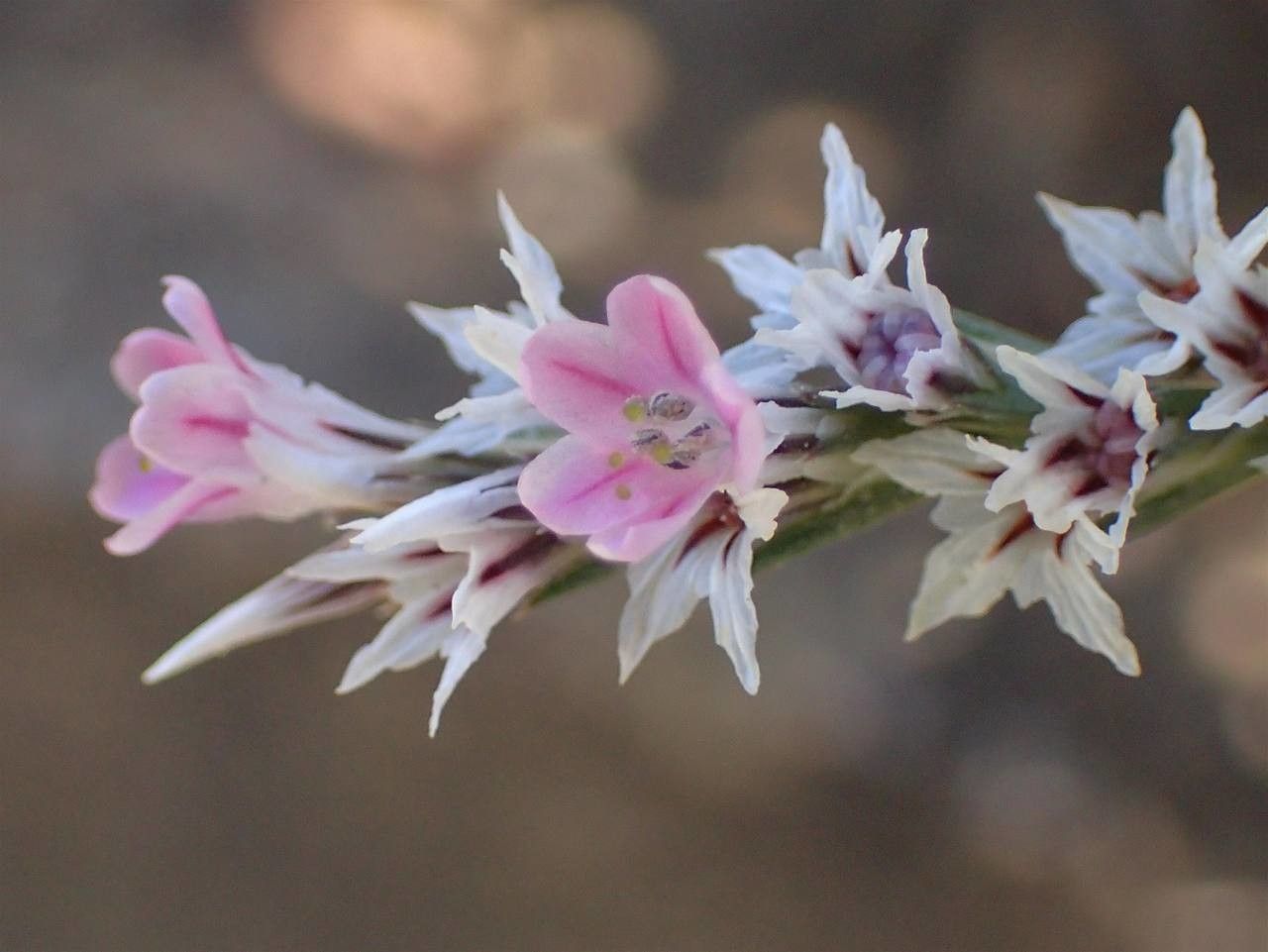 Goniolimon tataricum