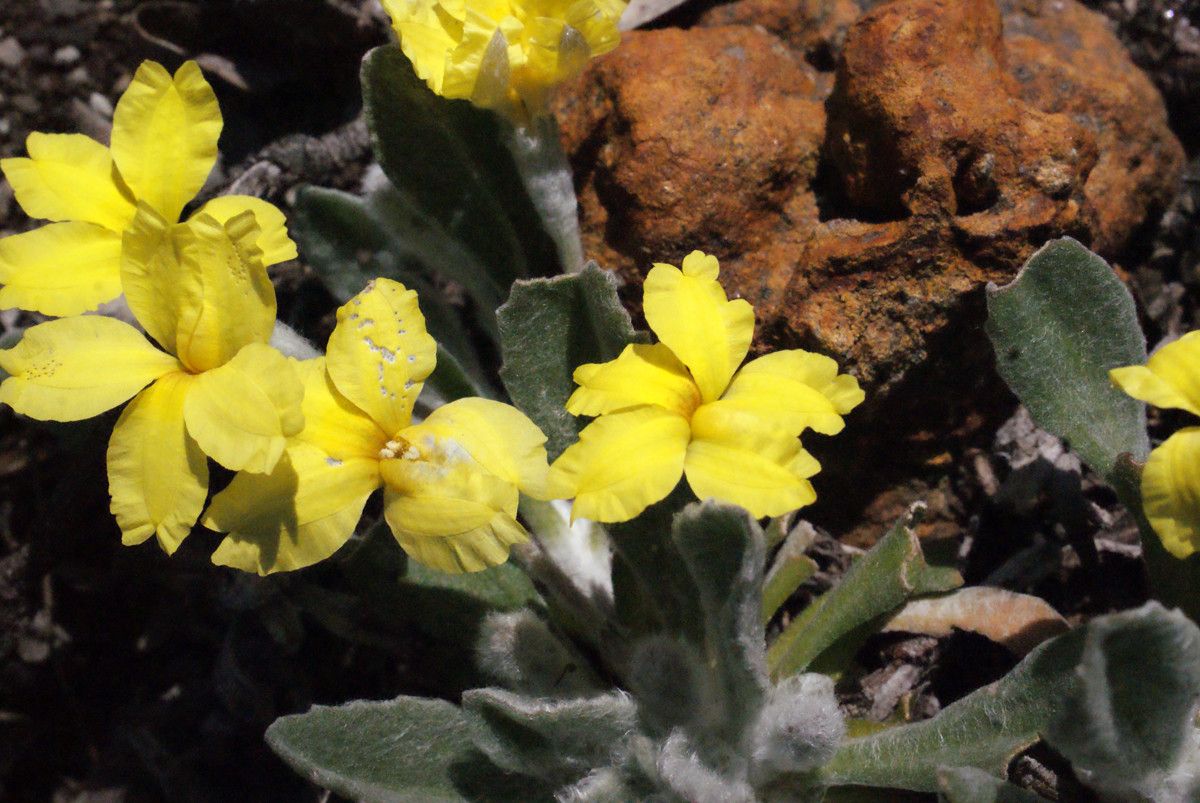 Goodenia affinis