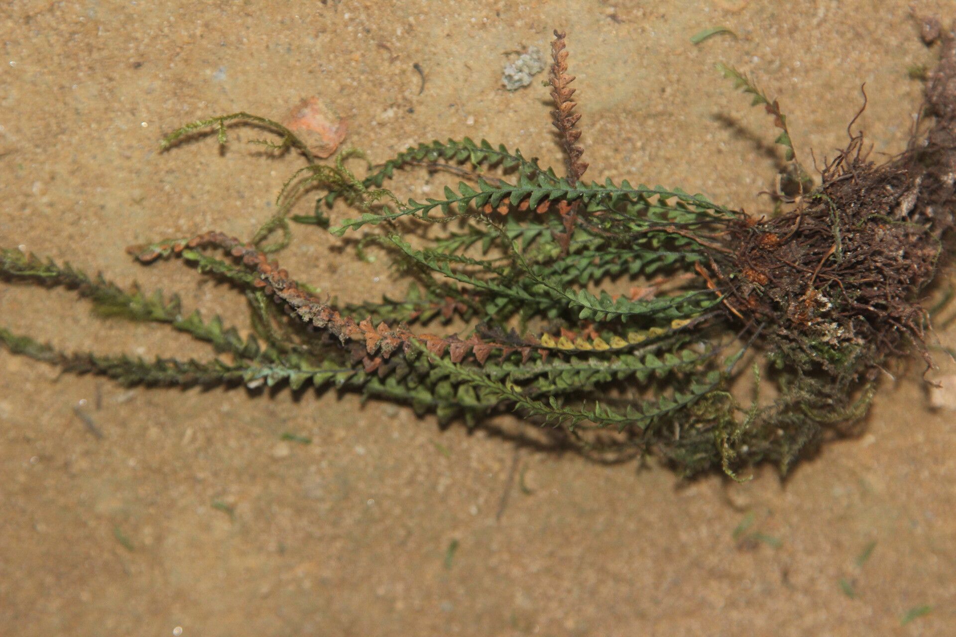 Grammitis oosora