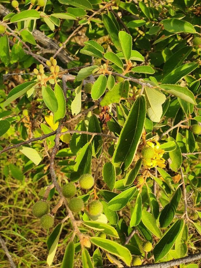 Grewia holstii