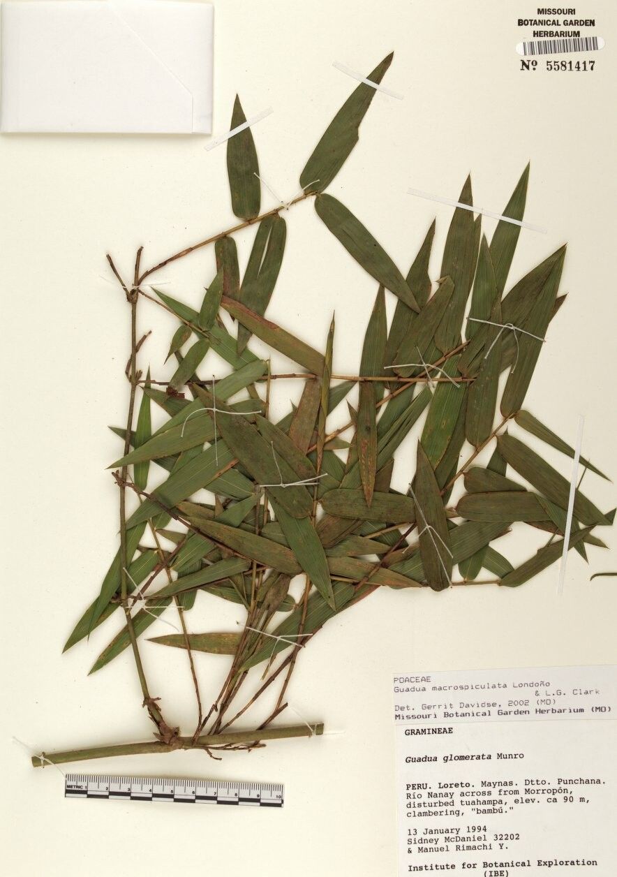 Guadua macrospiculata