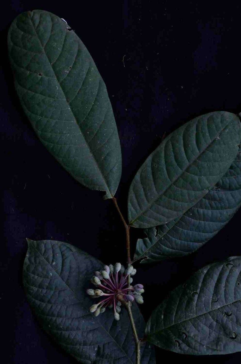 Guatteria ferruginea