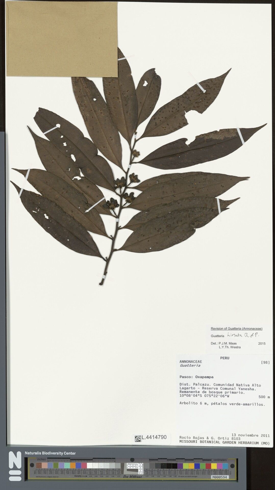 Guatteria hirsuta