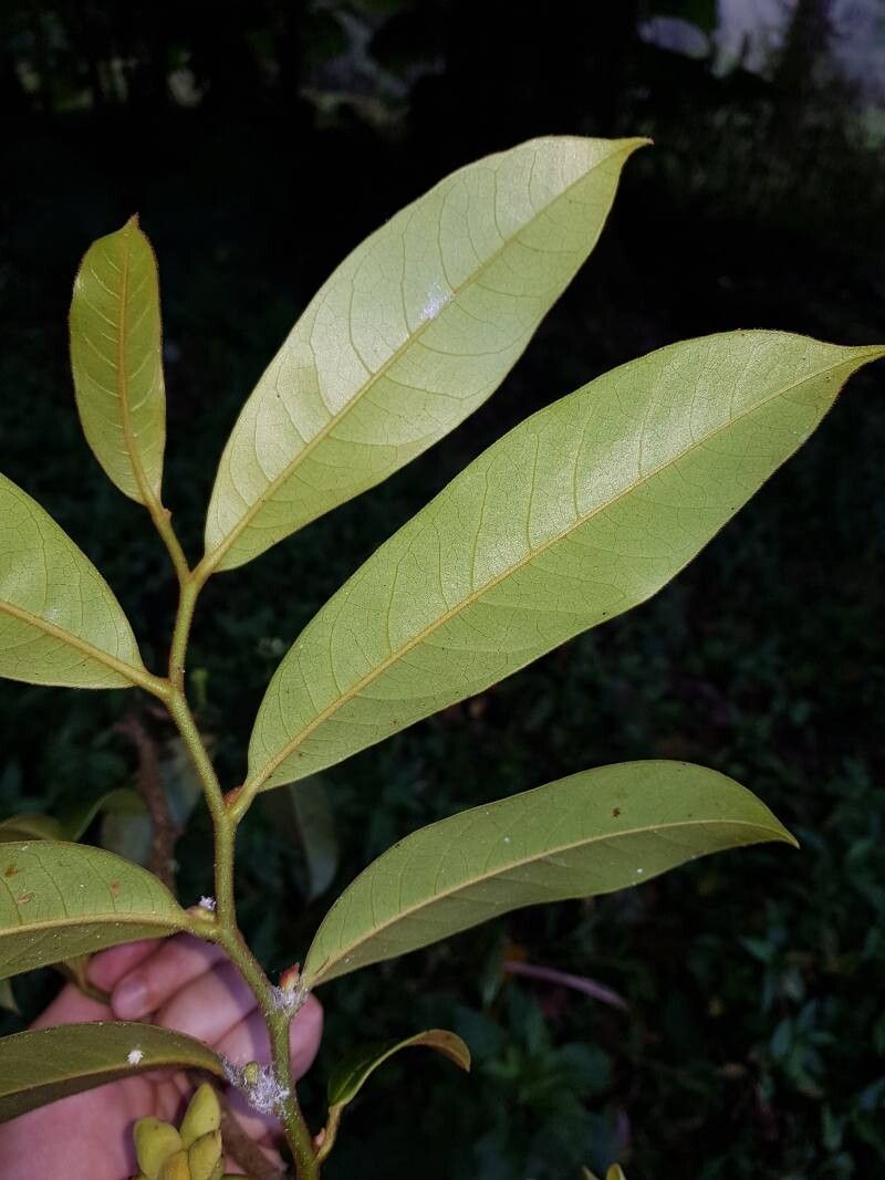 Guatteria oliviformis