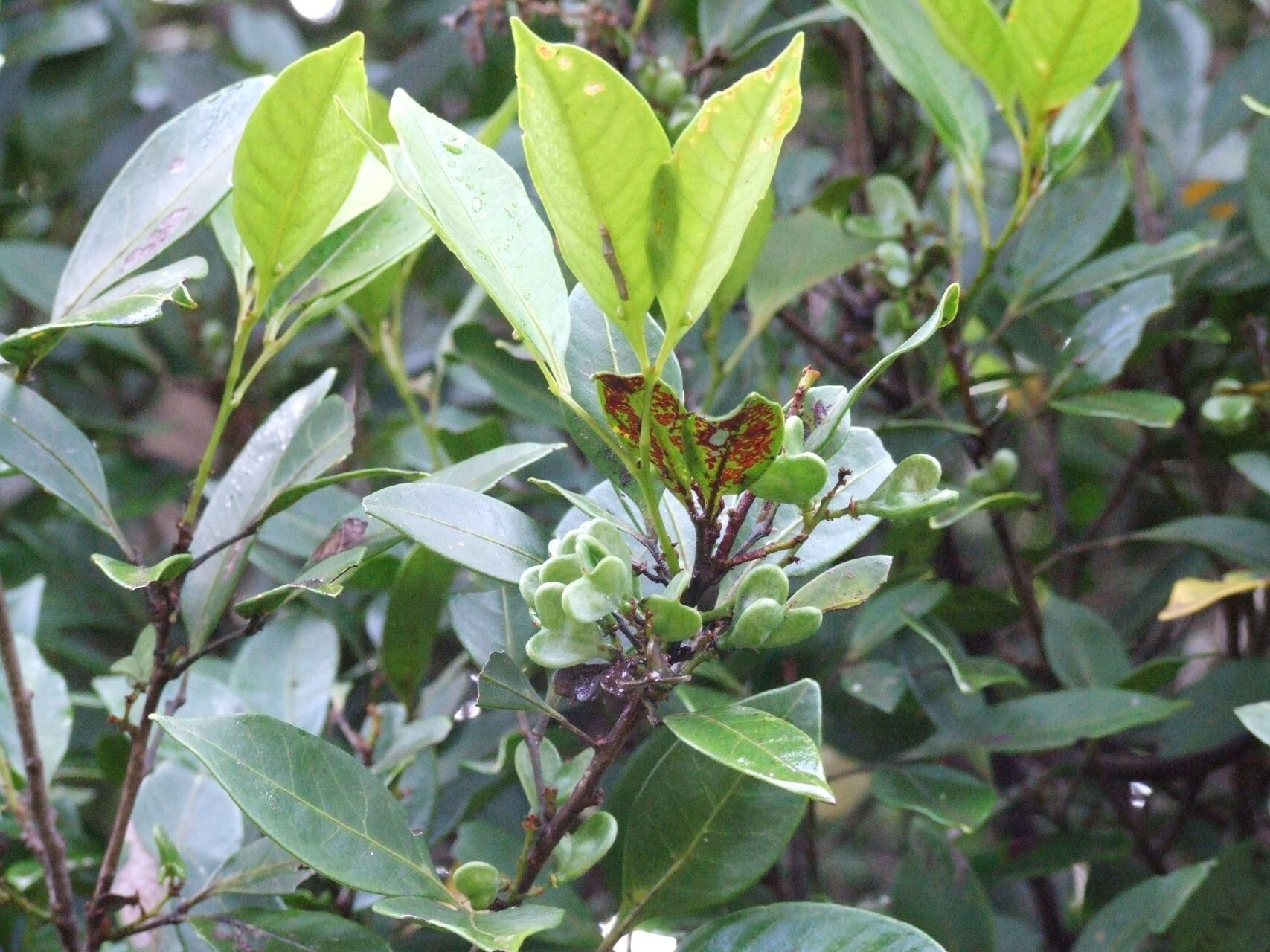 Guioa microsepala