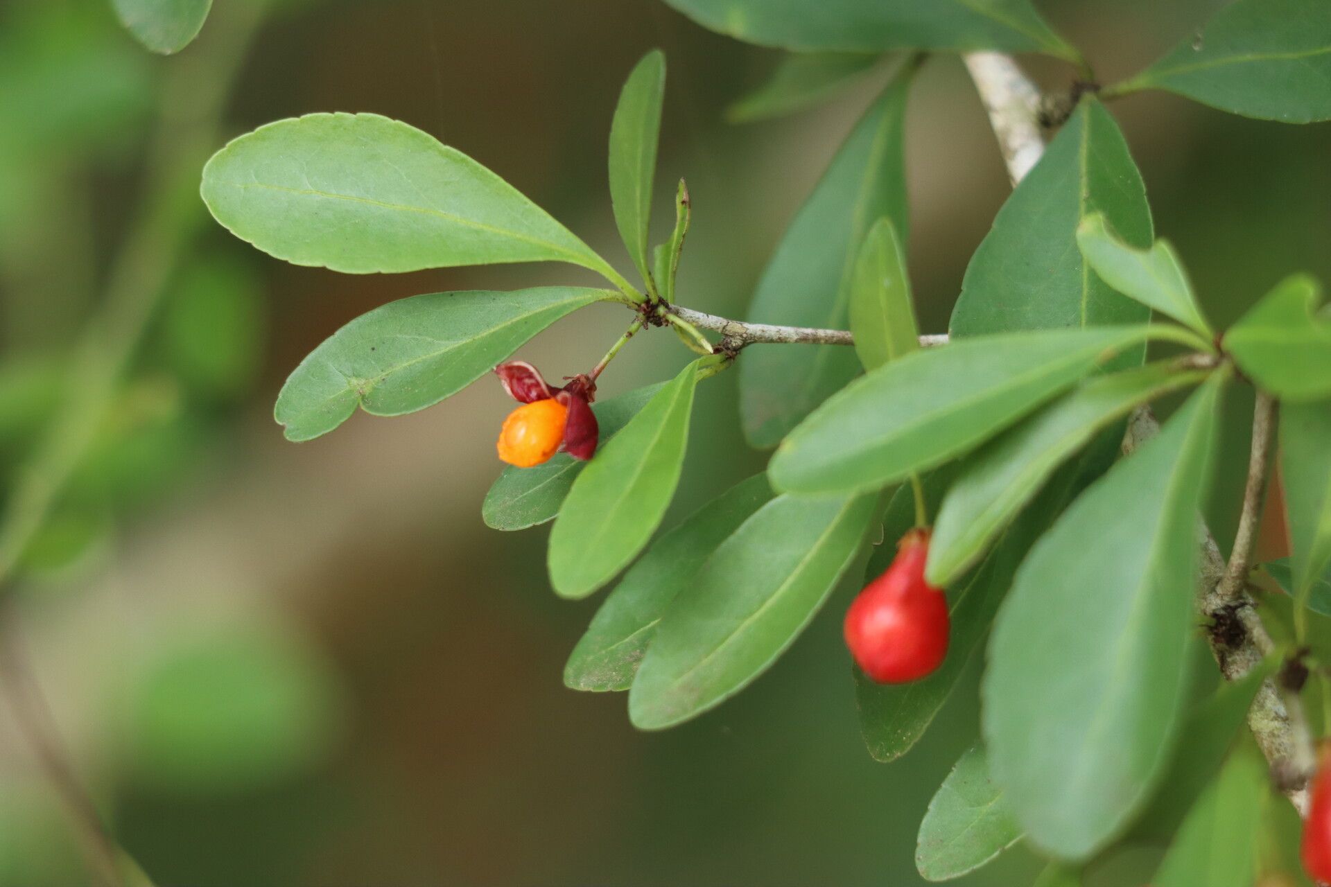 Gymnosporia harveyana