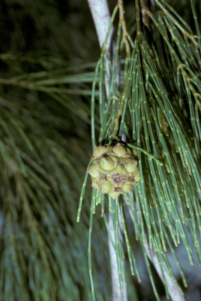 Gymnostoma nobile