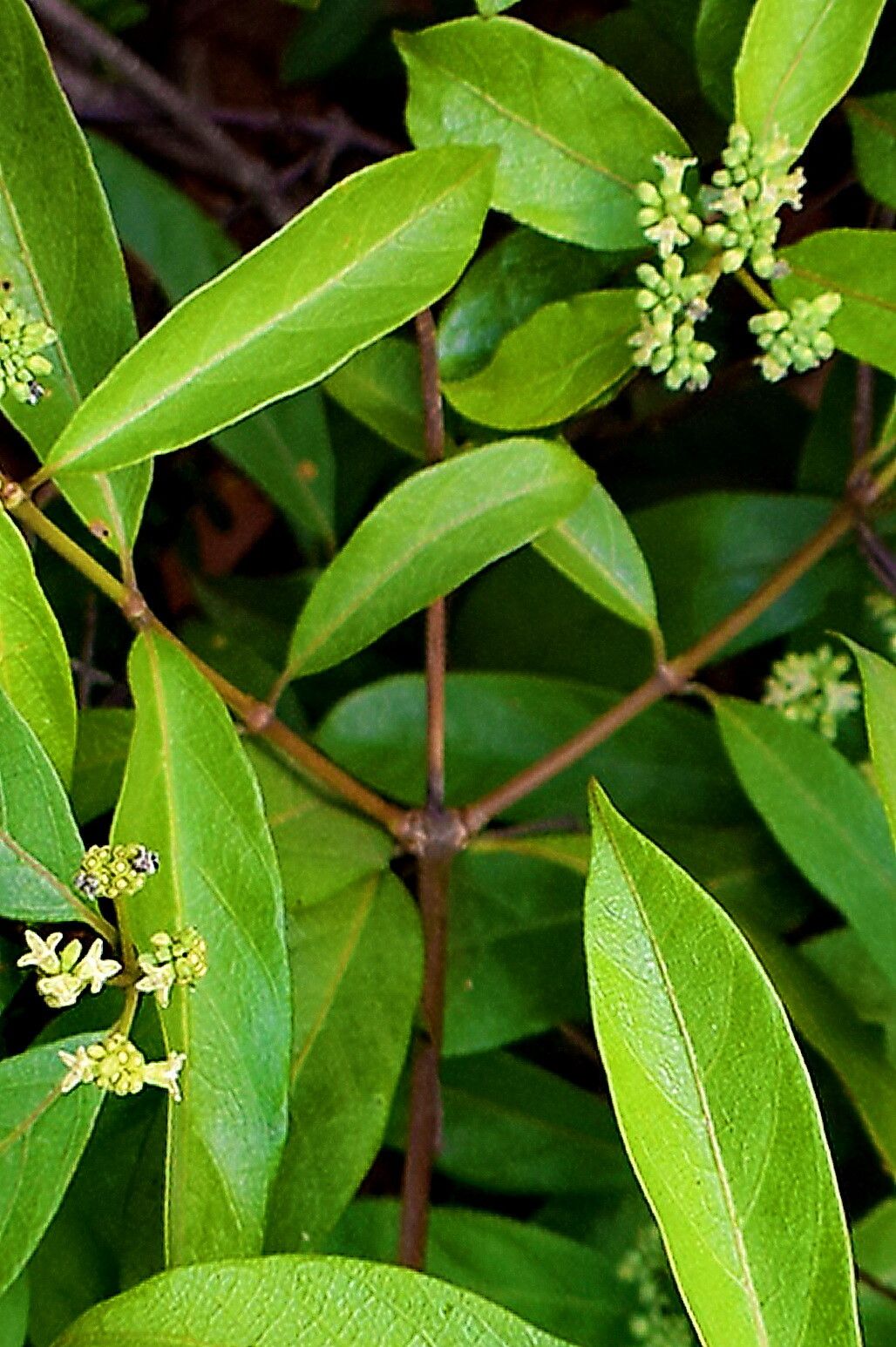 Gynochthodes umbellata