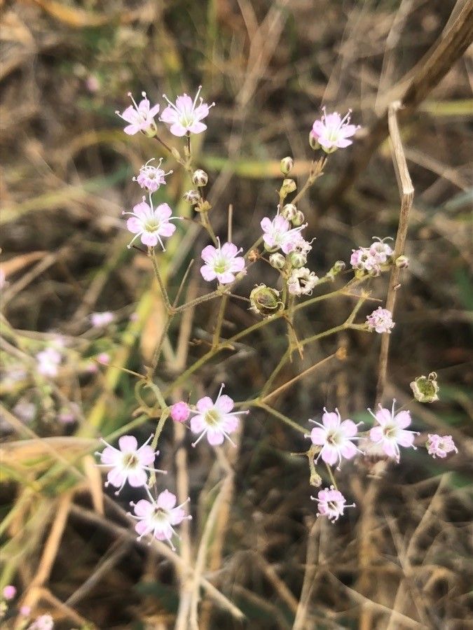 Gypsophila bermejoi
