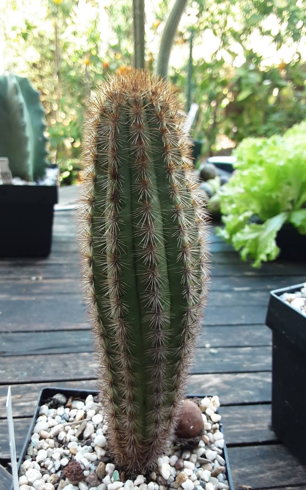 Haageocereus platinospinus