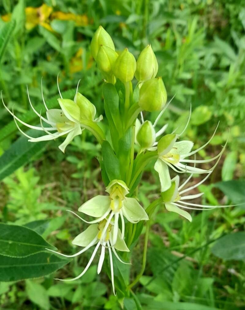 Habenaria gourlieana