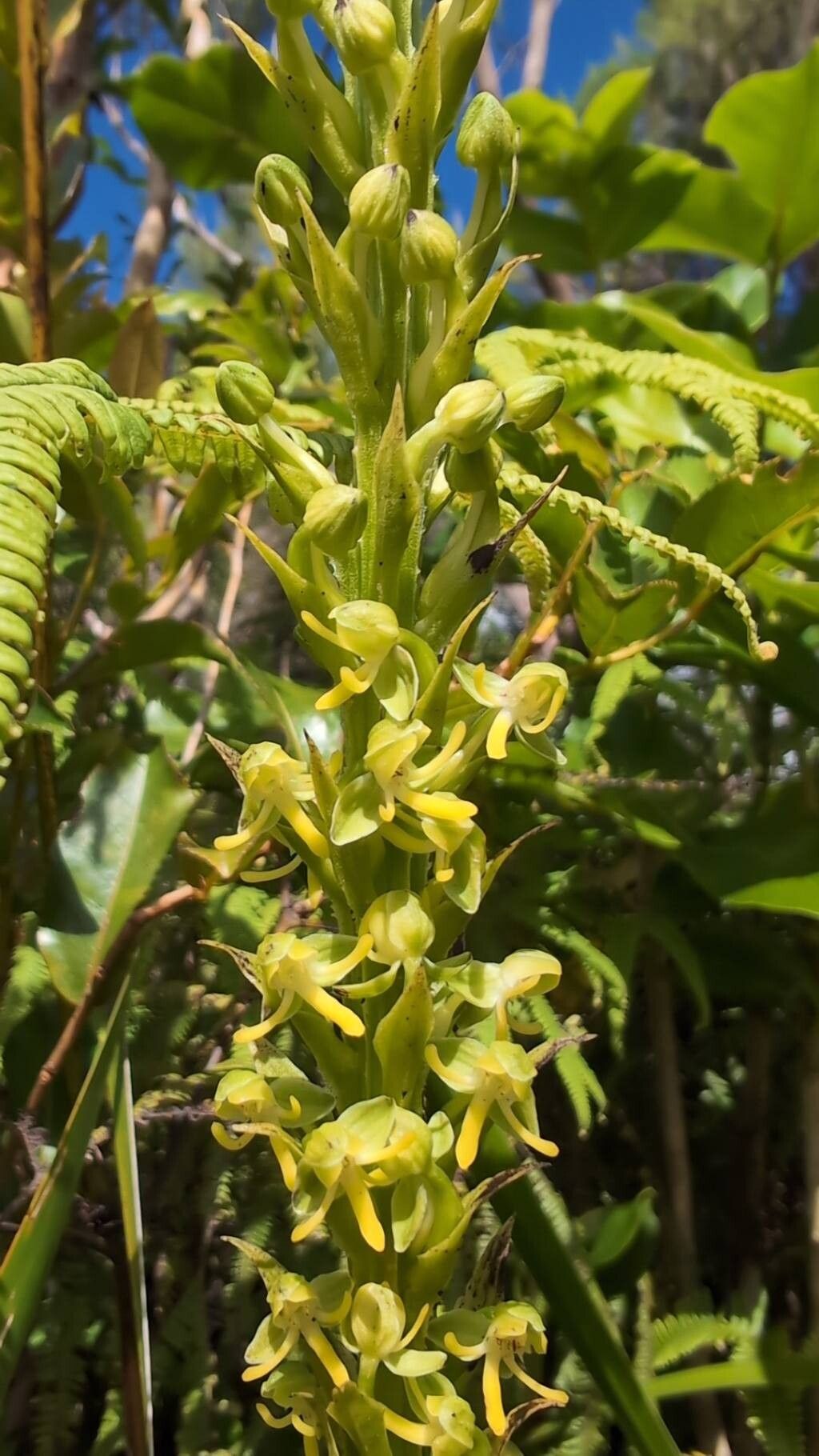 Habenaria praealta