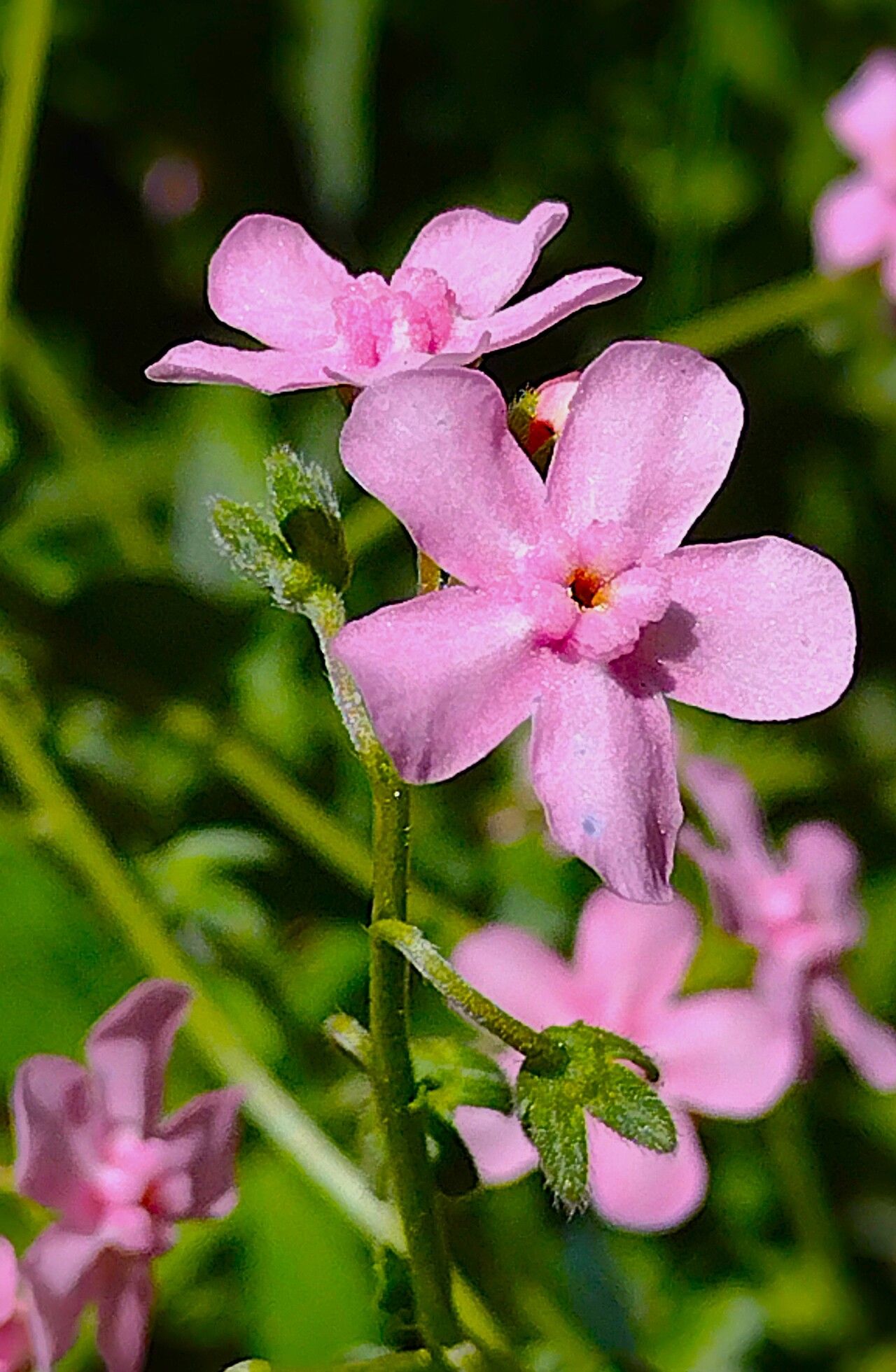 Hackelia mundula