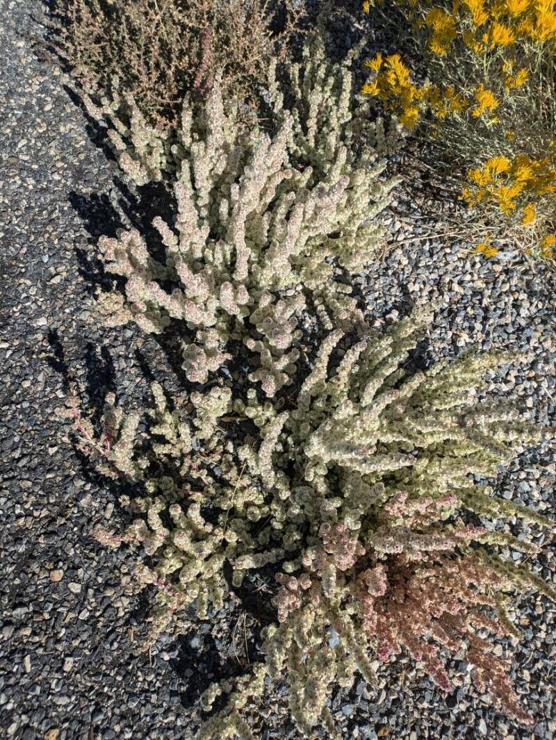 Halogeton sativus