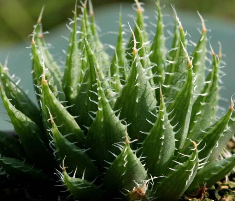 Haworthia decipiens